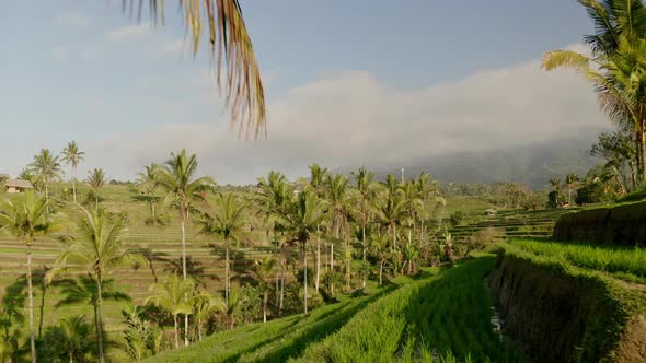 White Clouds, Coconut Trees and Rice Terraces on a Sunny Day in Bali, Indonesia alt