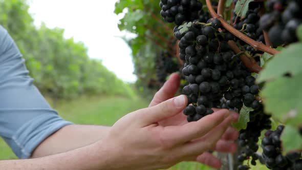 Man Inspecting Black Grapes on The Vine in Vineyard alt
