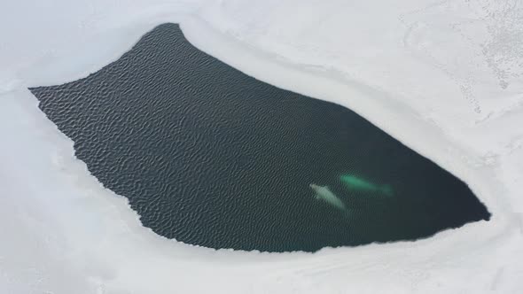 White Whales Float to the Surface of the Sea Among Ice Floes alt