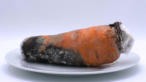 Rotten carrot covered with mold. Red carrots spoiled by time