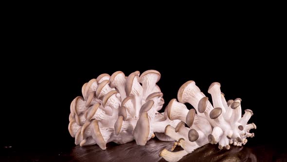 Growing Oyster Mushrooms on Black Background alt