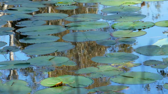 Waterlily’s on the Barwon River Geelong. Tranquil scene with still reflective water and small relaxi alt