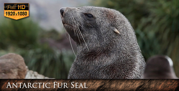 Antarctic Fur Seal