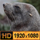 Antarctic Fur Seal - VideoHive Item for Sale