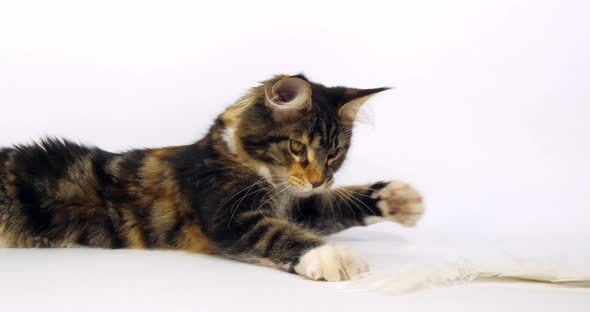 Brown Tortie Blotched Tabby and White Maine Coon Domestic Cat, Female playing Normandy in France, alt