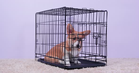 Welsh Corgi Pembroke Sits in Cage As Punishment for Bad Behavior or While Owner is Not at Home alt