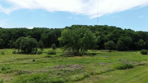 A Forward Dolly Shot of Green Trees  Illuminating in Sun. Amazing View of Nature alt