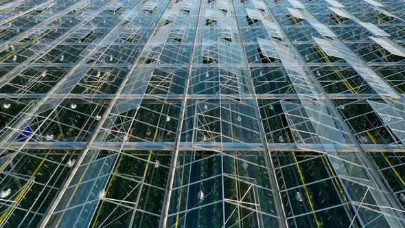 Aerial Top View of Venlo or Dutch Greenhouse Plant alt