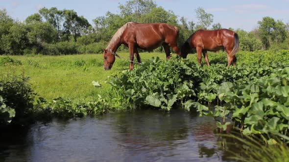Two Horses Eating Grass on Green Meadow Near River in Summer Season