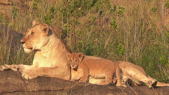 Lioness (Panthera leo) with cubs in early morning sunshine, on Koppie in Serengeti National Park, Ta alt