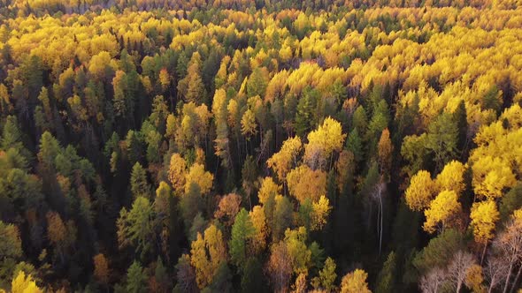 Aerial Video of a Drone in the Autumn Forest at Sunny Day. The Drone Moves Forward at a High