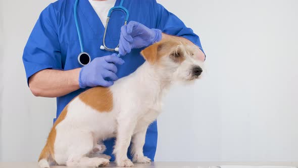 A man in a blue medical coat injects a Jack Russell Terrier in the withers alt