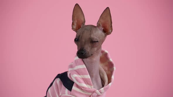 Portrait of a Cute Xoloitzcuintle in Black and Pink Jumpsuit in the Studio on a Pink Background alt