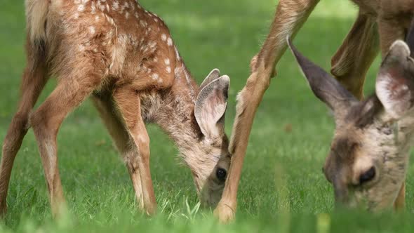 Mule deer fawn and doe grazing on grass in park alt