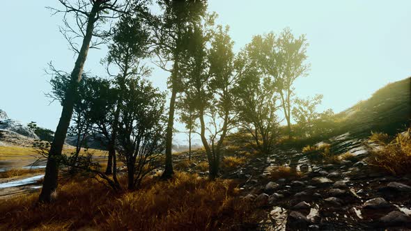Big Pine Trees Growing From Rocky Outcropping in the Mountains alt