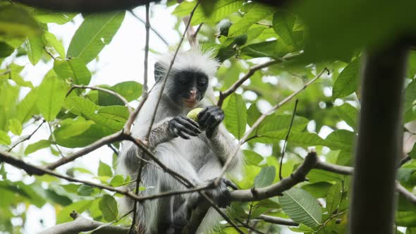 Red Colobus Monkey Sitting on Branch in Jozani Tropical Forest Zanzibar Africa alt