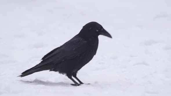 The Black Crow Walks on the White Snow and Digs in the Snow with Its Beak alt