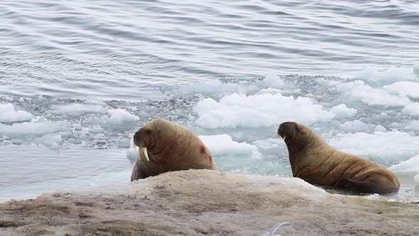 Walruses on Ice Flow in Arctica