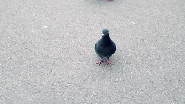 Portrait of a wild pigeon in the city square. 