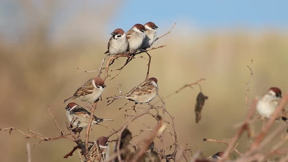 Sparrows Succeed Each Other on a Branch alt