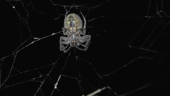 Spider Hunt on Web at Night alt