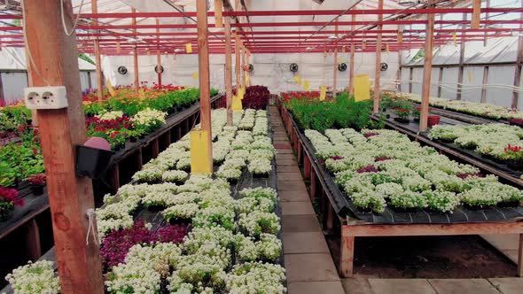 Panoramic Moving Shoot of Modern Greenhouse alt