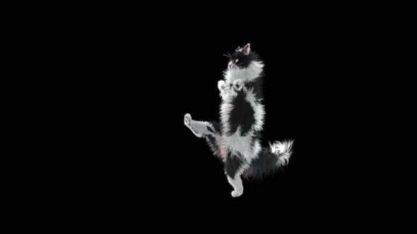 Cat Dancing HD alt