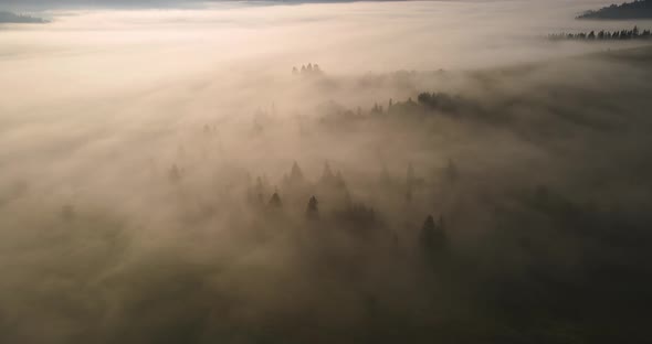 Thick Fog Covered The Pine Forest In The Mountains. Dawn In The Carpathians