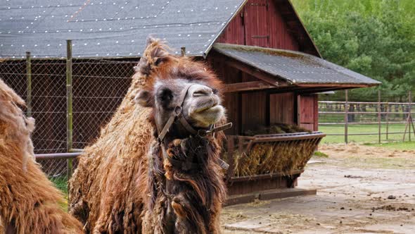 Bactrian Camel Chewing Cud - slow motion, close up alt