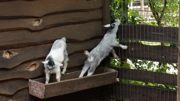Little goats on the farm. The goat is playing on the farm.