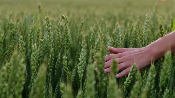 A Woman Walks Through a Green Wheat Field and Touches an Ear of Wheat with Her Hands alt
