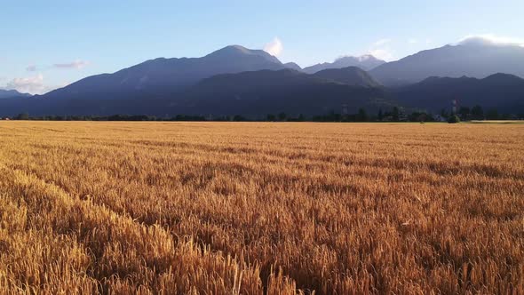Wheat field in the summer alt