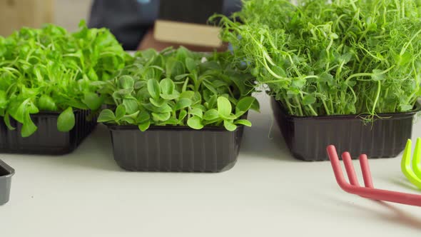 Hand of a Gardener Putting Price Tag in Front of Trays with Microgreen Close Up alt