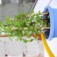 Watering mint plant in the blue pot on the balcony - VideoHive Item for Sale