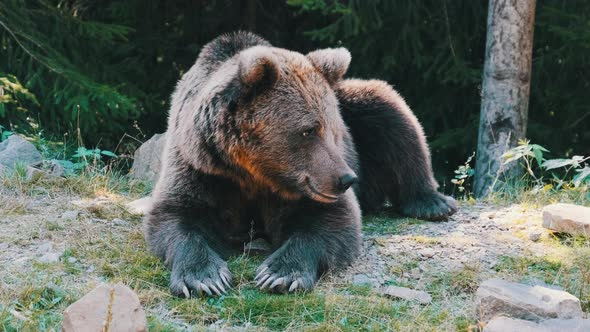 Brown Bear Lies in the Wild Forest on a Summer Day alt