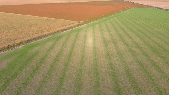 4K, UHD aerial clip of a wheat crops field in rural area, agricultural concept.