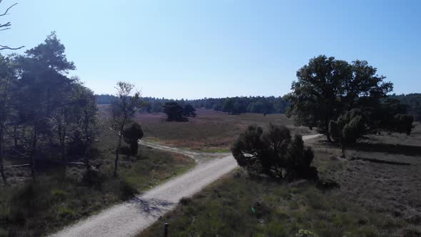 Flying above small dirt road winding between fields of heather and lush green forests on a sunny day alt