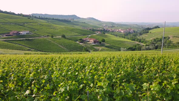 Vineyards farming agriculture cultivation in Barolo Langhe, Piemonte ...