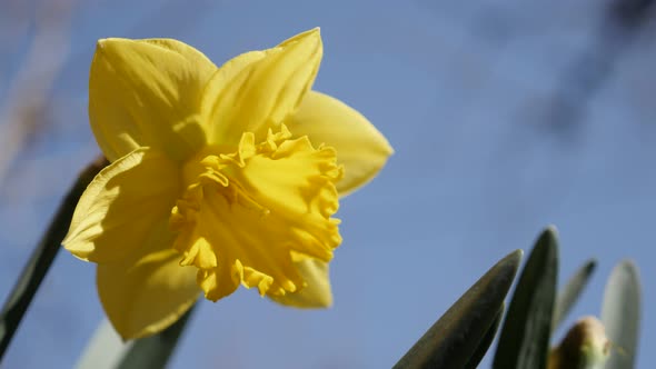 Yellow plant Pseudonarcissus against blue sky 4K 2160p 30fps UltraHD footage - Blossom of  Narcissus
