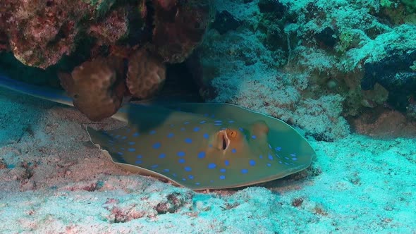 blue spotted ribbontail stingray resting under coral rock on coral reef. alt