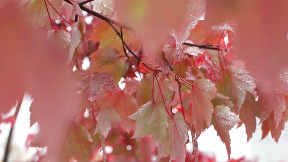 Rain Drops Red Autumn Maple Tree Leaves