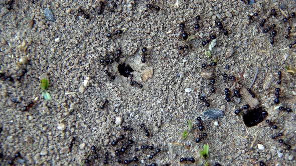 Animal Insect Ants On The Soil Ground 1