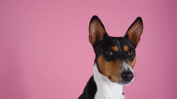 Basenji in the Studio on a Pink Background alt