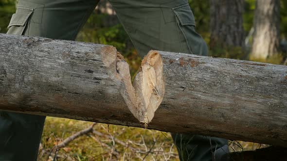 Lumberjack Chopping Wood In The Forest. Male Tourist Chopping Wood With An Axe.  alt