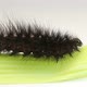 Black Caterpillar Crawling - VideoHive Item for Sale