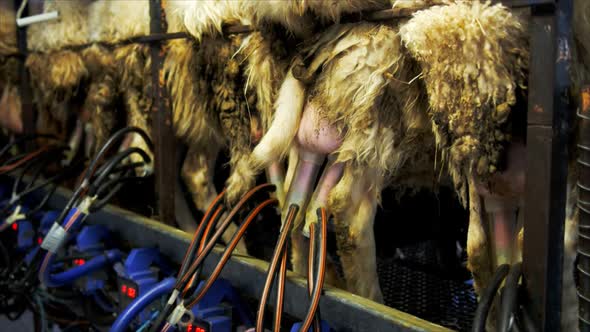 herd of dairy sheep are milked by machine alt