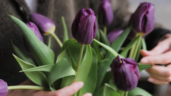 Bouquet of Flowers Purple Tulips in Woman Hands alt