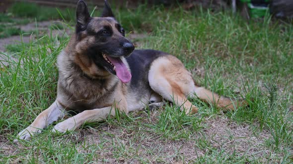 Close Up Shot of Panting German Shepherd Dog