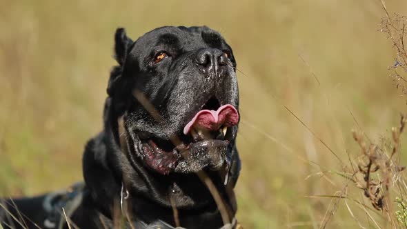 Slow Motion Of Close Up Portrait Black Cane Corso Dog Lying In Grass alt