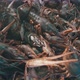 Freshly Caught Crayfish - VideoHive Item for Sale